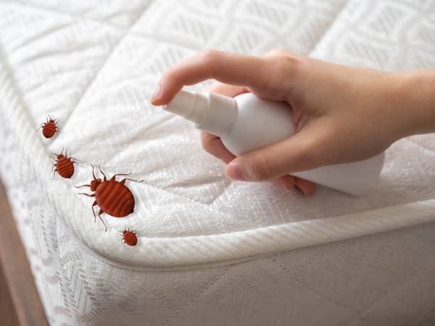 Best Wasp Removal Services  in Ceredo, WV